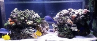 Mature Live Rock - Reef Tank / Aquarium - Fiji Includes Branch & Plate