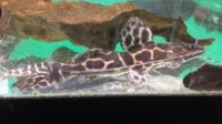 RARE Leiritus Marmoratus Catfish RARE