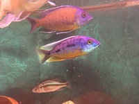 Large Malawi haps