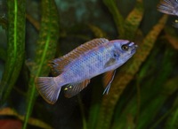 Large Malawi haps