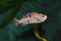 Large Malawi haps