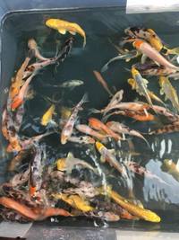 Koi and pond fish newport pick up only