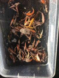 Koi and pond fish newport pick up only