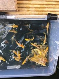 Koi and pond fish newport pick up only
