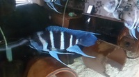 Zaire blue Moba frontosa, gibberosa,for sale or swap