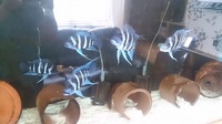 Zaire blue Moba frontosa, gibberosa,for sale or swap