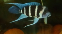 Zaire blue Moba frontosa, gibberosa,for sale or swap