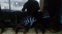 Zaire blue Moba frontosa, gibberosa,for sale or swap