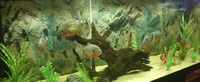 Group of 4 Red bellied piranha and 2 cariba