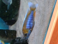 AFRICAN CICHLIDS FOR SALE