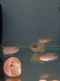 AFRICAN CICHLIDS FOR SALE