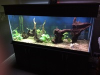 5ft Tank - Full Discus Setup