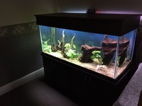5ft Tank - Full Discus Setup