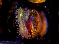 Corals.zoas.frags.
