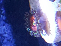 Corals.zoas.frags.