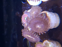 Corals.zoas.frags.