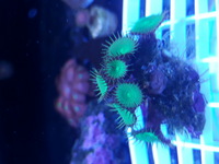 Corals.zoas.frags.