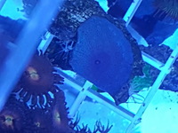 Corals.zoas.frags.