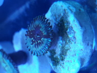 Corals.zoas.frags.