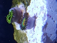 Corals.zoas.frags.
