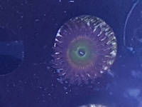 Corals.zoas.frags.