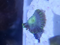 Corals.zoas.frags.