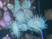 Corals.zoas.frags.