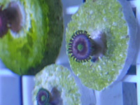 Corals.zoas.frags.