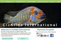 WILD CAUGHT- Tropheus & Petrochromis & Tanganyikans