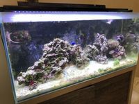 Fluval M90 - Complete Reef Setup Including Livestock