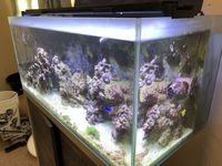 Fluval M90 - Complete Reef Setup Including Livestock