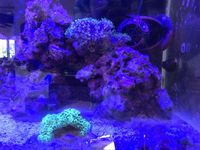 Fluval M90 - Complete Reef Setup Including Livestock