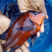 WILD CAUGHT- Tropheus & Petrochromis & Tanganyikans