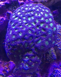 CORALS FOR SALE