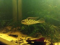 Dicrossus Foirni (rarely offered Dwarf Cichlids from South America)