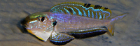 TROPHEUS LAND - WC & F1- Tropheus, Petrochromis, Cyprochromis, Compressiceps, Eretmodus