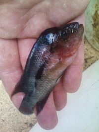 Central and south American cichlids plus flowerhorns for sale