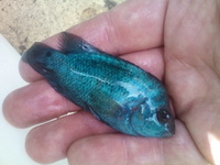 Central and south American cichlids plus flowerhorns for sale