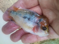 Central and south American cichlids plus flowerhorns for sale