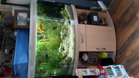 450 litre, corner cichlid aquarium full set up inc fish £250 ono