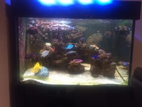 Reef tank full set up
