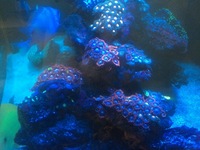 Reef tank full set up