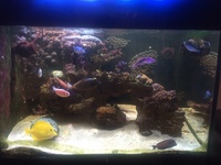 Reef tank full set up