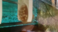 Zaire blue Moba frontosa, gibberosa,for sale or swap