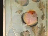 Discus for sale & 1 adult geophagus may swap.