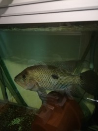 MALE UMBEE AND OTHER FISHES FOR SALE.