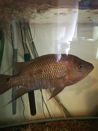 MALE UMBEE AND OTHER FISHES FOR SALE.