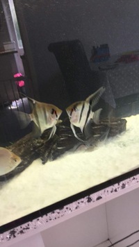 manacapuru angelfish