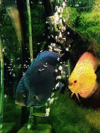 2 discus for sale (breeding pair) £100 for both