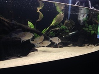 Biotodoma and Wavrini Cichlids in 4ft bowed fluval tank with groups of assorted fish..